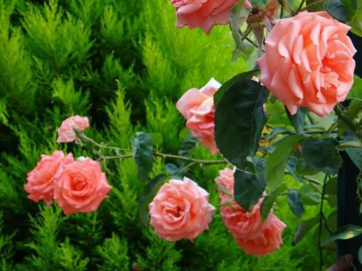 Gite Abeille-Soleil Saint-Nicolas-de-la-Grave Eksteriør bilde